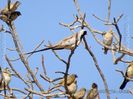 oena_capensis_namaqua_dove_01