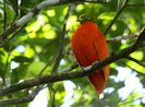 orangedove_1346