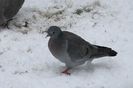 stock_dove_0350