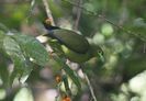 Treron oxyurus