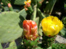 12OPUNTIA