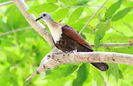 Wetar-Ground-Dove-2