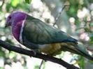 whistling-fruit-dove-fca822754d65f894ebde3717f3983fa1
