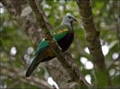 wompoo_fruit_dove_105283