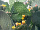 OPUNTIA 1.jpg4