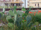 OPUNTIA 1.jpg6