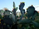 OPUNTIA 1.jpg7