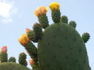 OPUNTIA 1.jpg11