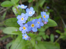 Myosotis alpestris (2014, April 15)