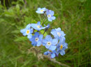 Myosotis alpestris (2014, April 15)