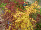 Acer Bloodgood & Katsura (2014, Apr.13)