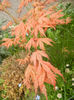Acer palmatum Ariadne (2014, April 15)