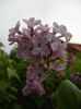Syringa vulgaris_Lilac (2014, April 15)