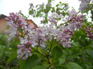 Syringa vulgaris_Lilac (2014, April 15)