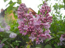 Syringa vulgaris_Lilac (2014, April 15)