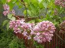 Syringa vulgaris_Lilac (2014, April 15)