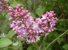 Syringa vulgaris_Lilac (2014, April 15)