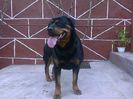 HERRA