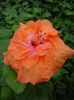 Hibi_Persimmon