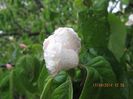 IMG_3960