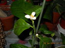 floare de lamai