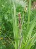 Carex acutiformis?