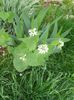 Alliaria petiolata, Brassicaceae