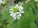 Alliaria petiolata, Brassicaceae
