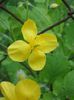 Chelidonium majus L., Papaveraceae
