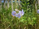 Geranium pratense, Geraniaceae