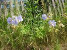 Geranium pratense, Geraniaceae