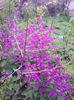 lunaria