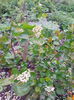 aronia sau scorus negru