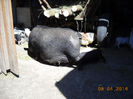 Ferma22 066
