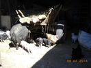 Ferma22 067