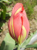 Bright Parrot_TBV tulip (2014, April 09)
