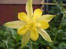 Aquilegia chrysantha yellow queen