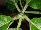 brugmansia sanguinea