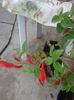 salvia ananas