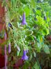 DSCN5787