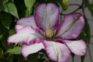 Clematis 'Betty Risdon'