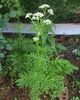 Valeriana officinalis