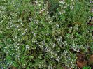 Thymus vulgaris