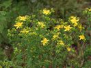 Hypericum perforatum