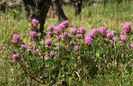 Trifolium pratense