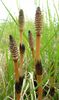 Equisetum arvense