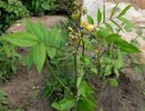 Cassia occidentalis