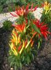 Capsicum annuum cayenne