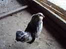DSC04989