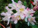 rododendron